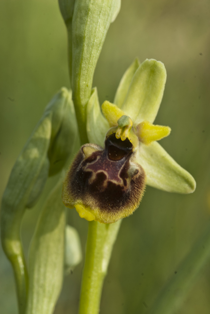 Ophrys dalla Lucania